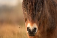 Kun divoky - Equus ferus - Exmoor Pony 6395